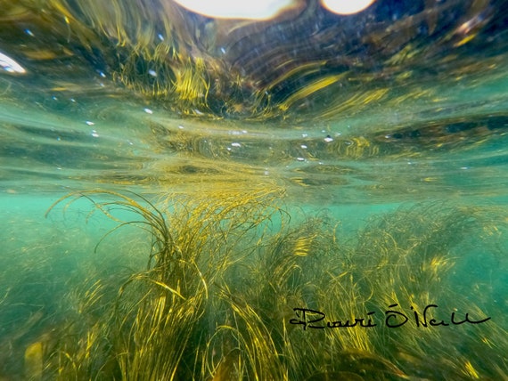 Underwater Yellow Seaweed Reflection Photograph on Canvas Ready to hang