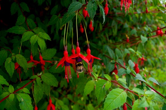 Fuchsia Riccartonii, Red Fuchsia, Connemara Wild Flowers, Bumble Bee, Red Flowers, Green Leaves, Limited Edition Acrylic LaminatedPhotos