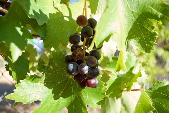 Red Grapes Of Spain, Vino Tinto, Rioja, Wine, Green Leaves, Limited Edition Travel photo