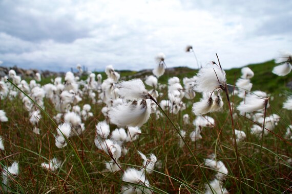 Bog Cotton, Ceannabhán, Cottongrass, Eriophorum angustifolium, Connemara Wild Flowers, Land, Limited Edition Acrylic LaminatedPhotograph.