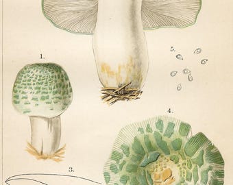 1893 USDA Mushroom Print, Maned Mushroom, Russula Virescens FR, Edible, Louis Krieger, Original Book Plate, Lithograph