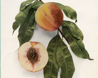 Antique Color Lithograph Prints; Peaches of New York, 1917; 6 different Peach Prints SOLD SEPARATELY. Size 9" x 12", Botanical Fruit print