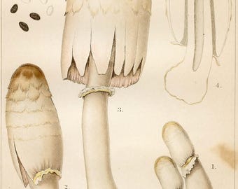 1893 USDA Mushroom Print, Maned Mushroom, Coprinus Comatus FR, Edible, Louis Krieger, Original Book Plate, Lithograph, Light Foxing.
