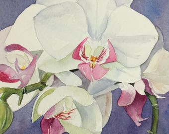 Orchids - original  framed watercolour