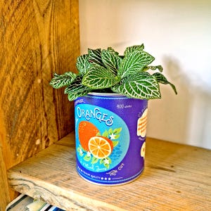 May include: A potted plant with green and white veined leaves in a blue container. The container is decorated with an orange graphic and the word "ORANGES". The container also says "400 grams" and "Thin Cut".
