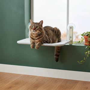 May include: A brown tabby cat resting on a light gray rectangular window perch. The perch is secured to the glass with two clear suction cups attached to beige vertical supports on either side of the platform, providing a stable elevated surface.