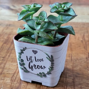 CUSTOM Succulent Wedding Favor Wraps, Shiplap Let Love Grow - Custom Personalize Baby Shower Wedding Shower Live Plant for Guests Cover Pots