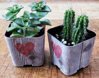 Custom 2" Succulent Wraps, Painted Heart on Wood, Perfect to Customize your Party Favors or Gifts for a Bridal or Baby Shower, Wedding.