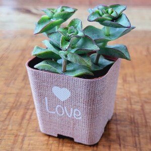CUSTOM Succulent Wedding Favor Wraps, Burlap Love Heart - Custom Personalize Baby Shower Wedding Shower Live Plant for Guests Cover Pots