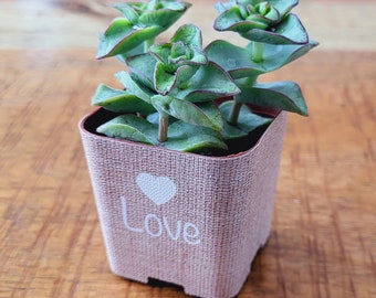 CUSTOM Succulent Wedding Favor Wraps, Burlap Love Heart - Custom Personalize Baby Shower Wedding Shower Live Plant for Guests Cover Pots