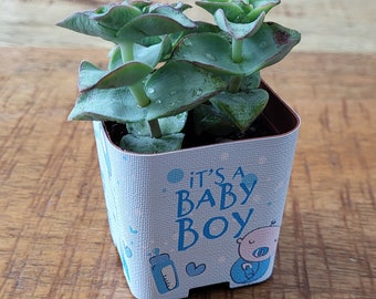 Custom 2" Succulent Wraps, Baby Boy, Perfect to Customize your Party Favors or Gifts for a Bridal or Baby Shower, Wedding.