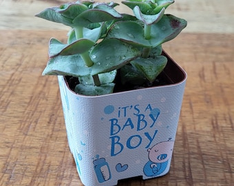 Custom 2" Succulent Wraps, Baby Boy, Perfect to Customize your Party Favors or Gifts for a Bridal or Baby Shower, Wedding.