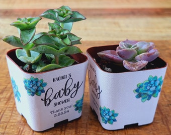 CUSTOM Succulent Baby Shower Favor Wraps, Name Date -Custom Personalize Baby Shower Shower Live Plant for Guests 2" Pot