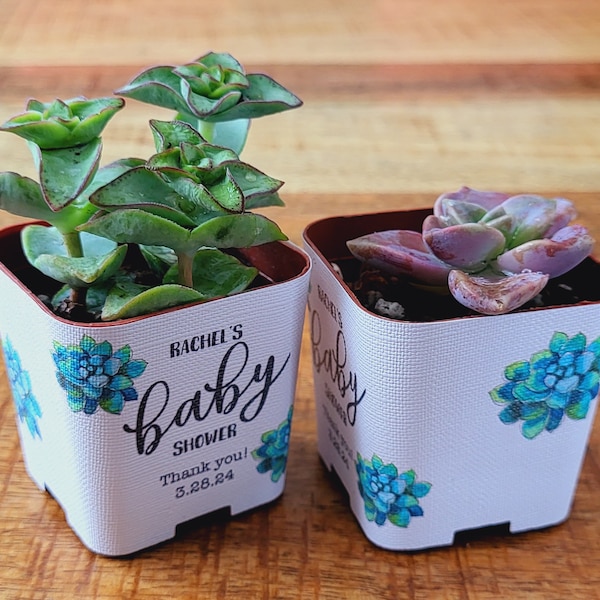 CUSTOM Succulent Baby Shower Favor Wraps, Name Date -Custom Personalize Baby Shower Shower Live Plant for Guests 2" Pot