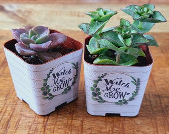 Custom 2" Succulent Wraps, Shiplap Watch Me Grow - Perfect to Customize your Party Favors or Gifts for a Bridal or Baby Shower, Wedding.