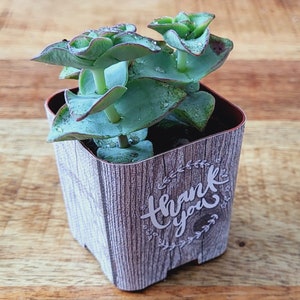 CUSTOM Succulent Wedding Favor Wraps, Grey Barnwood Thank You - Custom Personalize Baby Shower Wedding Shower Live Plant for Guests Pots