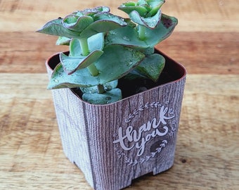 CUSTOM Succulent Wedding Favor Wraps, Grey Barnwood Thank You - Custom Personalize Baby Shower Wedding Shower Live Plant for Guests Pots
