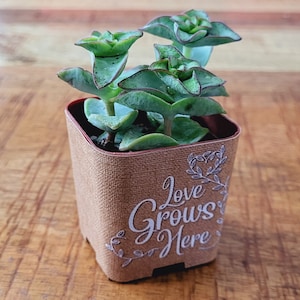 CUSTOM Succulent Wedding Favor Wraps, Craft Print Love Grows Here - Custom Personalize Baby Shower Wedding Shower For Live Plant