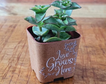 CUSTOM Succulent Wedding Favor Wraps, Craft Print Love Grows Here - Custom Personalize Baby Shower Wedding Shower For Live Plant