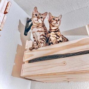 e: Wall Mounted Wooden Cat Shelf Set, Climbing Steps, Perch Bed and Scratching Furniture for Indoor Cats