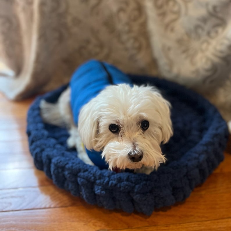 May include: A small white dog wearing a blue jacket is lying in a blue knitted dog bed.