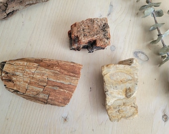 Petrified Wood, Raw Petrified Wood Pieces, Rainbow Petrified Wood, Wood Fossil, Agatized Wood, Paper Weight, Petrified Wood Chunk, Choose 1