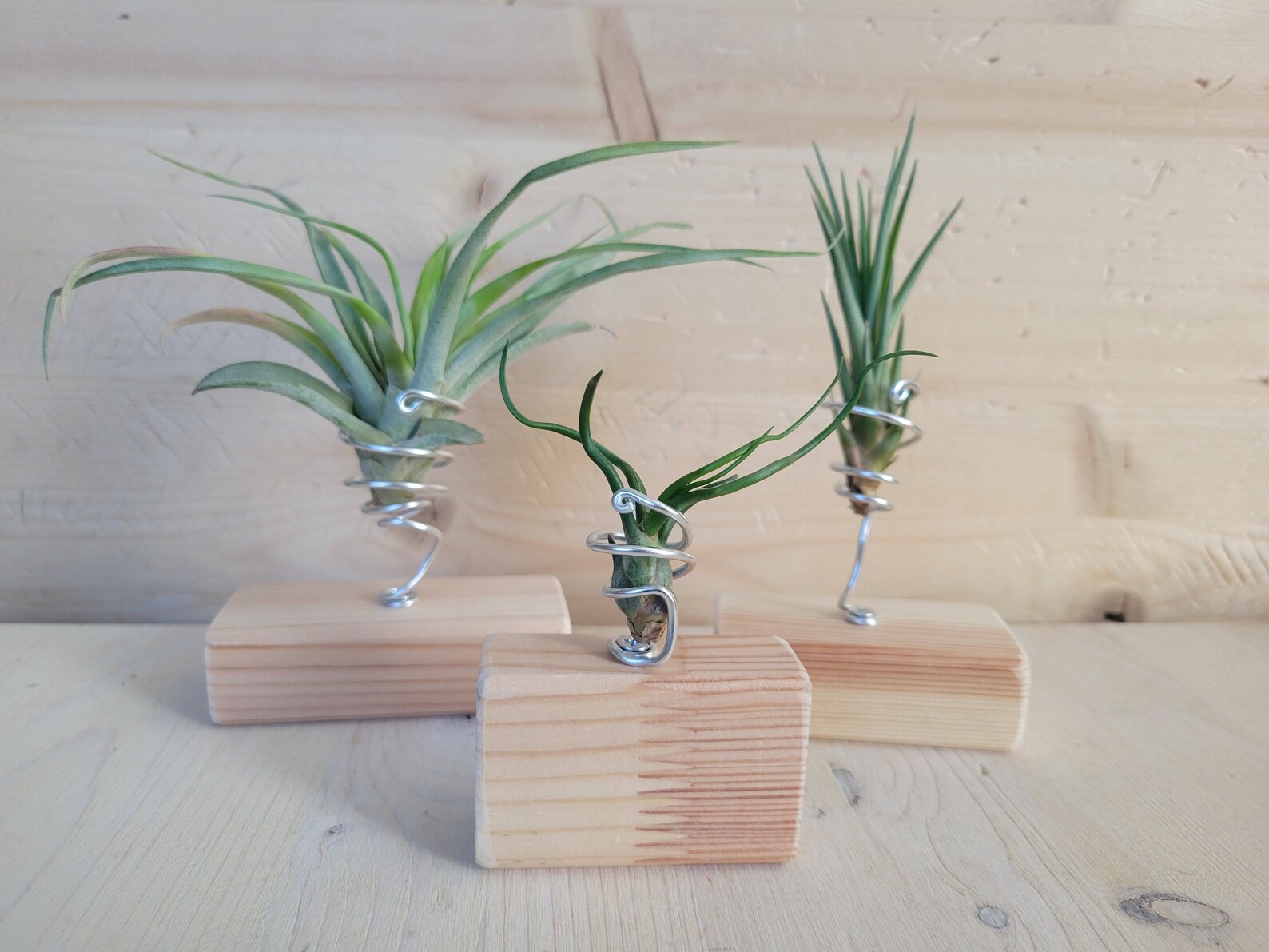 Air Plant Stand Air Plant Holder Wood Air Plant Holder Set Etsy