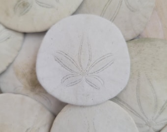 Conchiglie a forma di dollaro di sabbia, dollari di sabbia naturali della California, set da 3, conchiglie marine autentiche, conchiglie da spiaggia, conchiglie marine della California