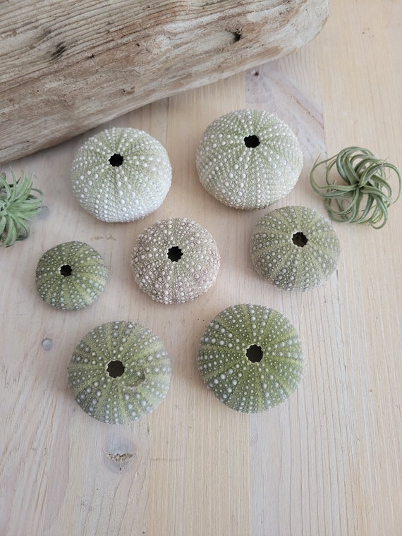 Petit Lot D'oursins Et Coquillages Naturels Du Japon – Pour Art Et Artisanat