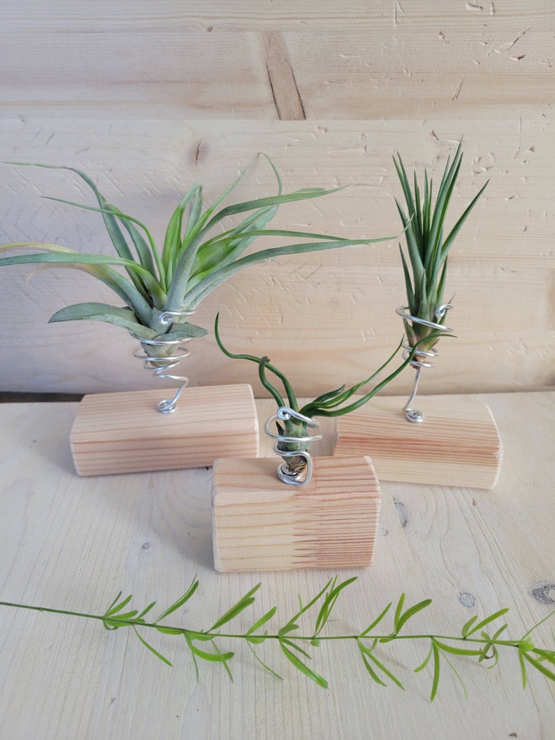 Air Plant Stand Air Plant Holder Wood Air Plant Holder Set Etsy
