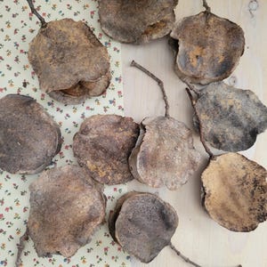 Jacaranda Seed Pods, Dried Seed Pods, Jacaranda Tree Dried Seed Pods, Natural Seed Pods, Rustic Craft Supplies, Dried Home Decor & Crafts, seed pods for table scatter, natural vase arrangements, dried floral arrangement supply, dried plant supply, cottage core design, grannie core design, boho natural decor, vase decor, natural bowl decor, rustic seed pods