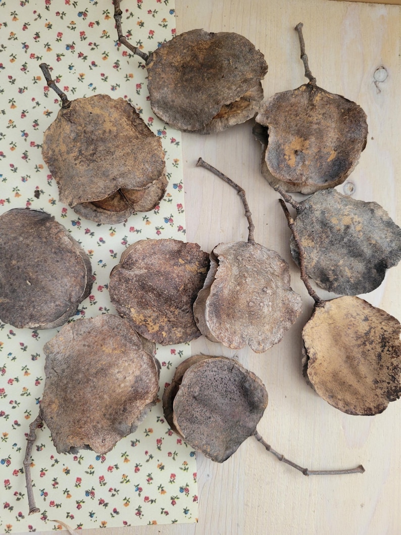 Jacaranda Seed Pods, Dried Seed Pods, Jacaranda Tree Dried Seed Pods, Natural Seed Pods, Rustic Craft Supplies, Dried Home Decor & Crafts, seed pods for table scatter, natural vase arrangements, dried floral arrangement supply, dried plant supply, cottage core design, grannie core design, boho natural decor, vase decor, natural bowl decor, rustic seed pods
