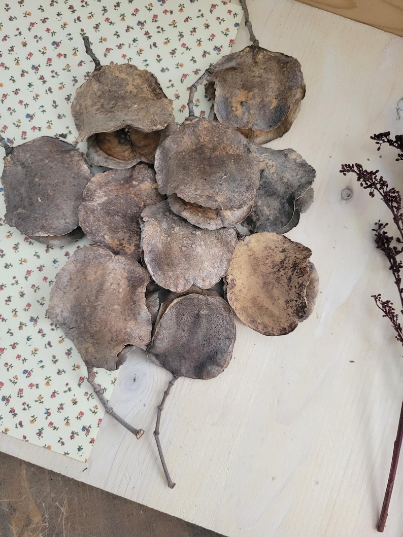 Jacaranda Seed Pods, Dried Seed Pods, Jacaranda Tree Dried Seed Pods, Natural Seed Pods, Rustic Craft Supplies, Dried Home Decor & Crafts, seed pods for table scatter, natural vase arrangements, dried floral arrangement supply, dried plant supply, cottage core design, grannie core design, boho natural decor, vase decor, natural bowl decor, rustic seed pods