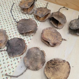 Jacaranda Seed Pods, Dried Seed Pods, Jacaranda Tree Dried Seed Pods, Natural Seed Pods, Rustic Craft Supplies, Dried Home Decor & Crafts, seed pods for table scatter, natural vase arrangements, dried floral arrangement supply, dried plant supply, cottage core design, grannie core design, boho natural decor, vase decor, natural bowl decor, rustic seed pods