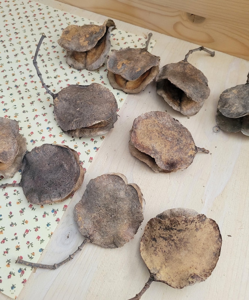 Jacaranda Seed Pods, Dried Seed Pods, Jacaranda Tree Dried Seed Pods, Natural Seed Pods, Rustic Craft Supplies, Dried Home Decor & Crafts, seed pods for table scatter, natural vase arrangements, dried floral arrangement supply, dried plant supply, cottage core design, grannie core design, boho natural decor, vase decor, natural bowl decor, rustic seed pods