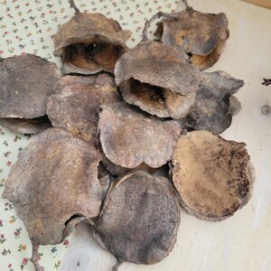 Jacaranda Seed Pods, Dried Seed Pods, Jacaranda Tree Dried Seed Pods, Natural Seed Pods, Rustic Craft Supplies, Dried Home Decor & Crafts, seed pods for table scatter, natural vase arrangements, dried floral arrangement supply, dried plant supply, cottage core design, grannie core design, boho natural decor, vase decor, natural bowl decor, rustic seed pods