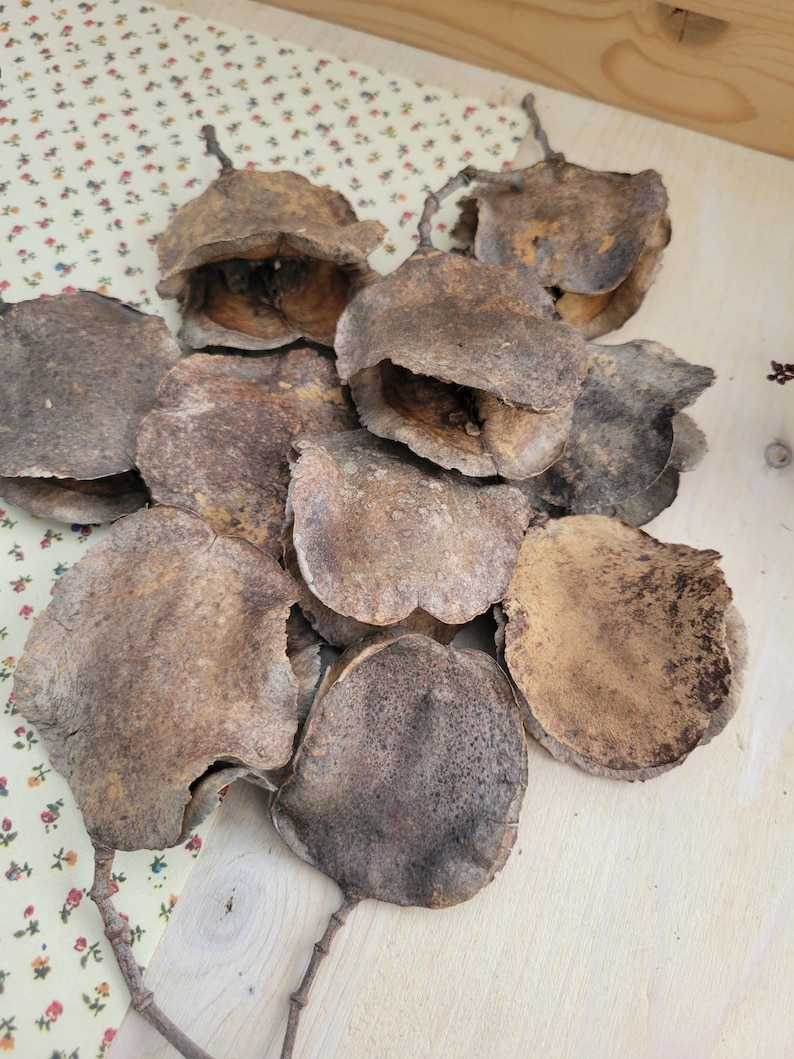Jacaranda Seed Pods, Dried Seed Pods, Jacaranda Tree Dried Seed Pods, Natural Seed Pods, Rustic Craft Supplies, Dried Home Decor & Crafts, seed pods for table scatter, natural vase arrangements, dried floral arrangement supply, dried plant supply, cottage core design, grannie core design, boho natural decor, vase decor, natural bowl decor, rustic seed pods
