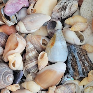 May include: A collection of seashells in various shapes, sizes, and colors, including white, brown, gray, and pink. The shells are arranged in a random pattern, creating a visually appealing display.
