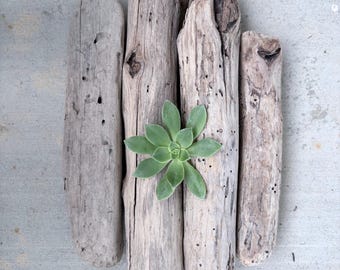 Natural Drift Wood Branch, Straight Log Drift Wood, Driftwood Crafts, Beach Decor, Terrarium Wood,  Air Plants Stand, Beach Wood