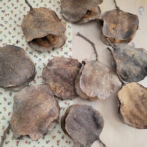Jacaranda Seed Pods, Dried Seed Pods, Jacaranda Tree Dried Seed Pods, Natural Seed Pods, Rustic Craft Supplies, Dried Home Decor & Crafts, seed pods for table scatter, natural vase arrangements, dried floral arrangement supply, dried plant supply, cottage core design, grannie core design, boho natural decor, vase decor, natural bowl decor, rustic seed pods