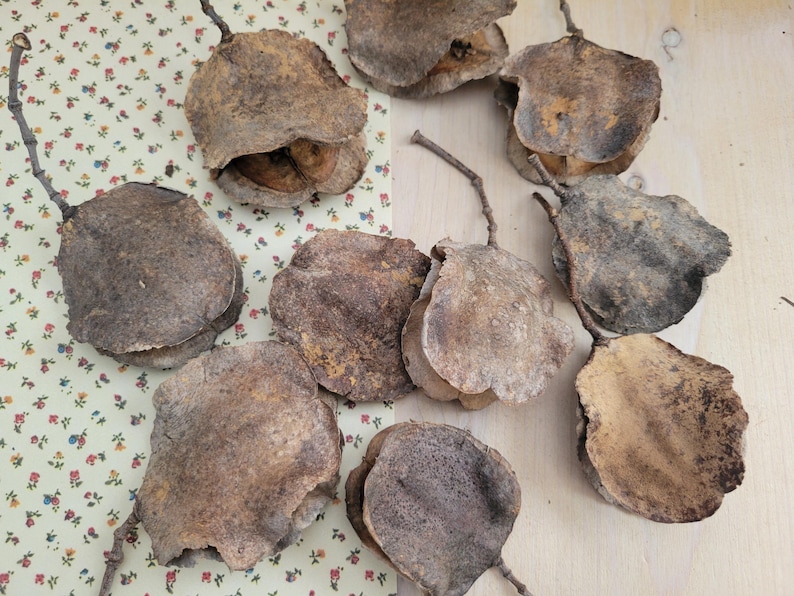 Jacaranda Seed Pods, Dried Seed Pods, Jacaranda Tree Dried Seed Pods, Natural Seed Pods, Rustic Craft Supplies, Dried Home Decor & Crafts, seed pods for table scatter, natural vase arrangements, dried floral arrangement supply, dried plant supply, cottage core design, grannie core design, boho natural decor, vase decor, natural bowl decor, rustic seed pods