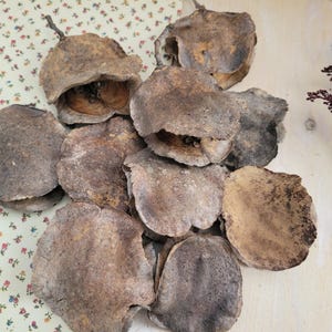 Jacaranda Seed Pods, Dried Seed Pods, Jacaranda Tree Dried Seed Pods, Natural Seed Pods, Rustic Craft Supplies, Dried Home Decor & Crafts, seed pods for table scatter, natural vase arrangements, dried floral arrangement supply, dried plant supply, cottage core design, grannie core design, boho natural decor, vase decor, natural bowl decor, rustic seed pods