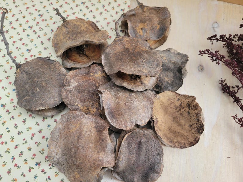 Jacaranda Seed Pods, Dried Seed Pods, Jacaranda Tree Dried Seed Pods, Natural Seed Pods, Rustic Craft Supplies, Dried Home Decor & Crafts, seed pods for table scatter, natural vase arrangements, dried floral arrangement supply, dried plant supply, cottage core design, grannie core design, boho natural decor, vase decor, natural bowl decor, rustic seed pods