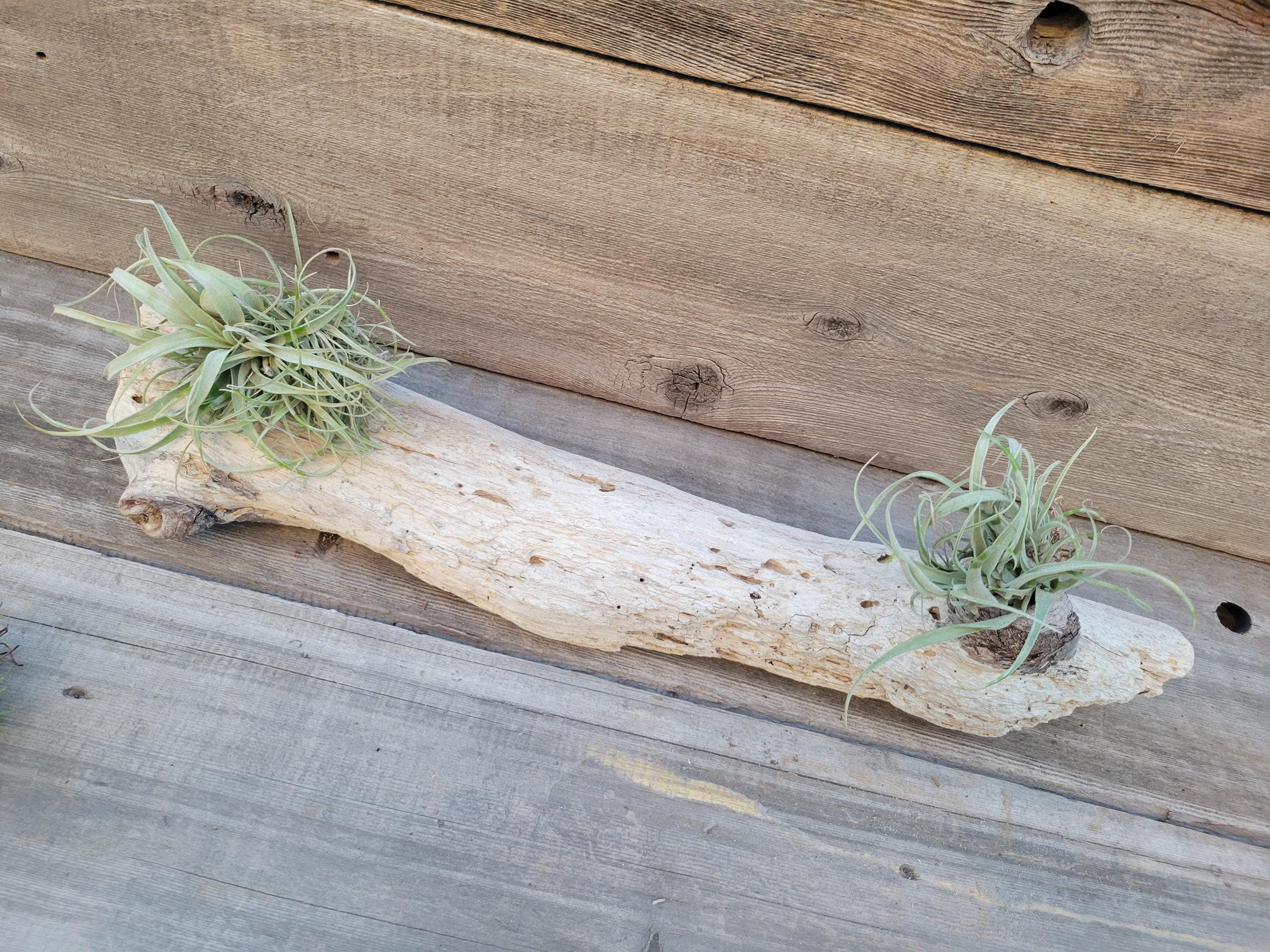 Exotic Natural Drift Wood Piece, Large Straight White Washed Drift Wood Branch, Driftwood Crafts, Beach Decor, Terrarium Wood, Knotted Wood
