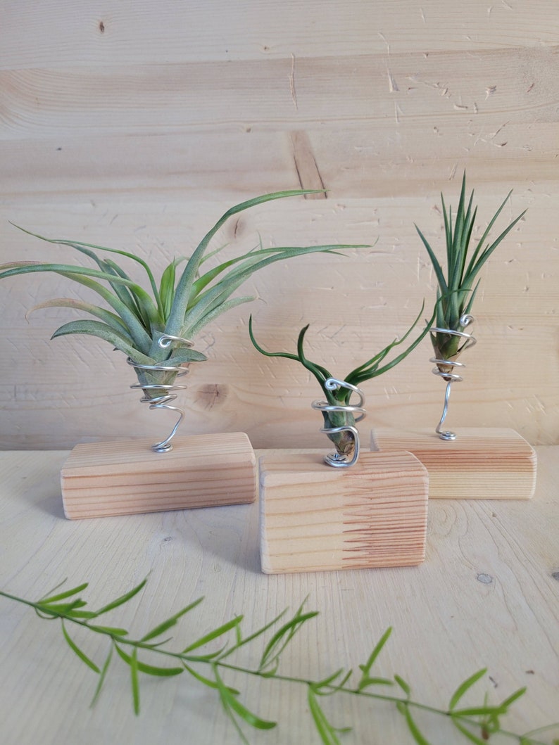 Air Plant Stand Air Plant Holder Wood Air Plant Holder Set Etsy