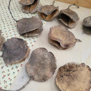 Jacaranda Seed Pods, Dried Seed Pods, Jacaranda Tree Dried Seed Pods, Natural Seed Pods, Rustic Craft Supplies, Dried Home Decor & Crafts, seed pods for table scatter, natural vase arrangements, dried floral arrangement supply, dried plant supply, cottage core design, grannie core design, boho natural decor, vase decor, natural bowl decor, rustic seed pods