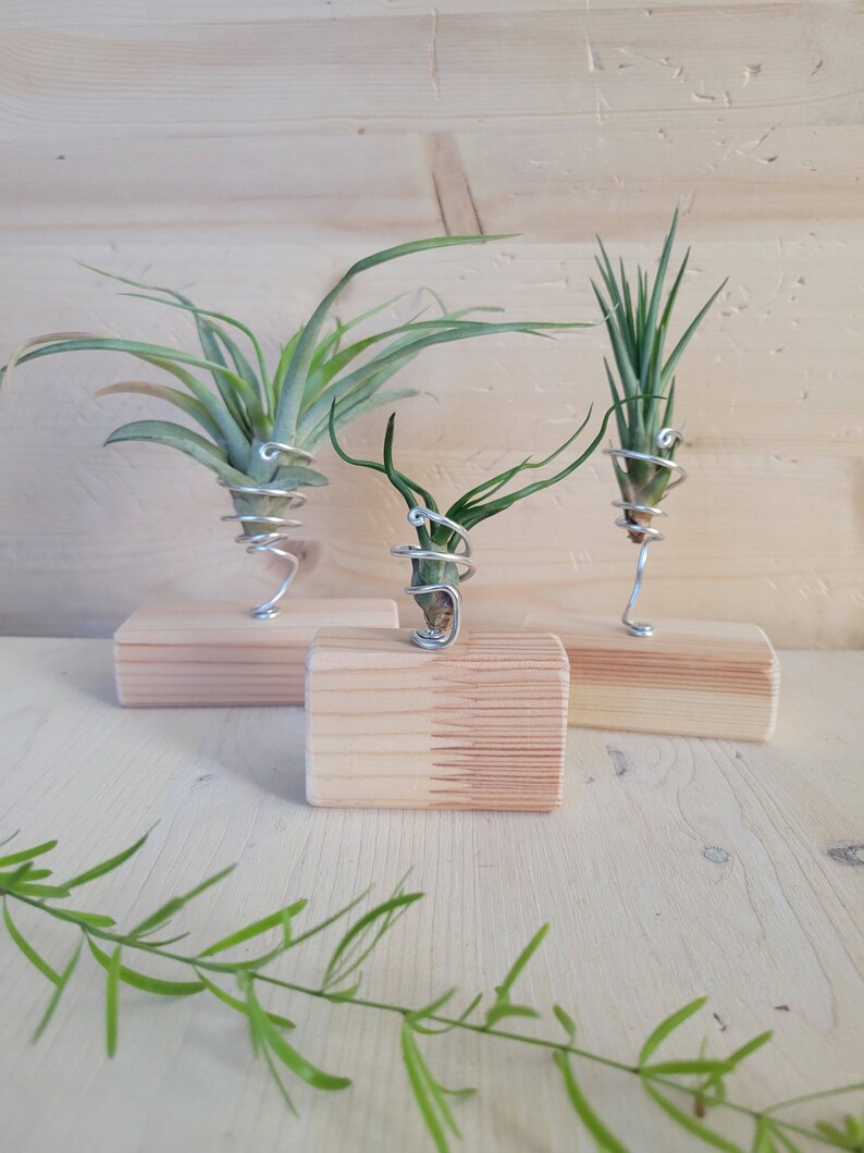 Air Plant Stand Air Plant Holder Wood Air Plant Holder Set Etsy