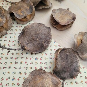 Jacaranda Seed Pods, Dried Seed Pods, Jacaranda Tree Dried Seed Pods, Natural Seed Pods, Rustic Craft Supplies, Dried Home Decor & Crafts, seed pods for table scatter, natural vase arrangements, dried floral arrangement supply, dried plant supply, cottage core design, grannie core design, boho natural decor, vase decor, natural bowl decor, rustic seed pods