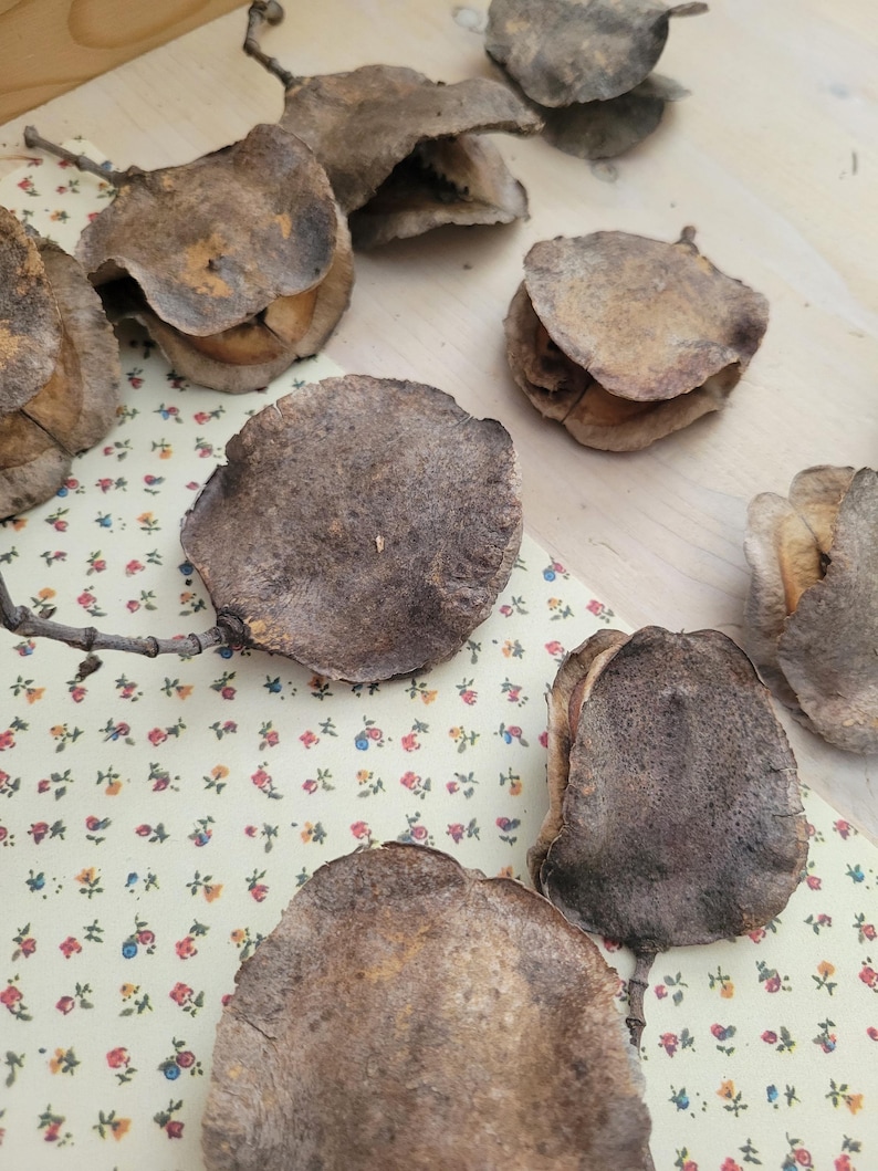 Jacaranda Seed Pods, Dried Seed Pods, Jacaranda Tree Dried Seed Pods, Natural Seed Pods, Rustic Craft Supplies, Dried Home Decor & Crafts, seed pods for table scatter, natural vase arrangements, dried floral arrangement supply, dried plant supply, cottage core design, grannie core design, boho natural decor, vase decor, natural bowl decor, rustic seed pods