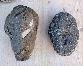 Monterey Formation Fossil Rocks, Miocene Marine Life, California Coast Collection
